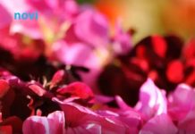 Trik koji osvaja balkone: Jedna kap čini čudo, muškatle cvjetaju bez prestanka