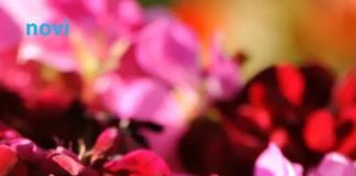 Trik koji osvaja balkone: Jedna kap čini čudo, muškatle cvjetaju bez prestanka