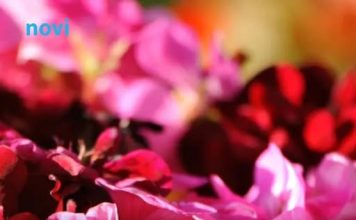 Trik koji osvaja balkone: Jedna kap čini čudo, muškatle cvjetaju bez prestanka