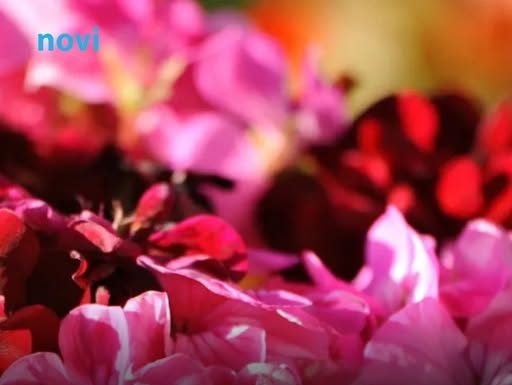 Trik koji osvaja balkone: Jedna kap čini čudo, muškatle cvjetaju bez prestanka