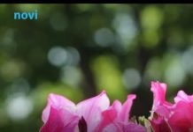 Petunije će „eksplodirati“: Dodajte im samo ovu 1 stvar i biće duplo bujnije nego prošle