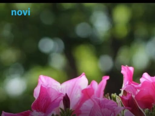 Petunije će „eksplodirati“: Dodajte im samo ovu 1 stvar i biće duplo bujnije nego prošle