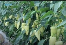 Najbolji rastvor za zalivanje mladih paprika: Rađaju kao lude, ovo je najbolja domaća prihrana