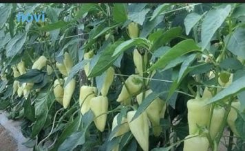 Najbolji rastvor za zalivanje mladih paprika: Rađaju kao lude, ovo je najbolja domaća prihrana