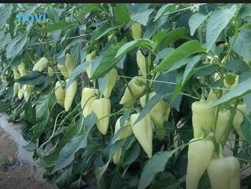 Najbolji rastvor za zalivanje mladih paprika: Rađaju kao lude, ovo je najbolja domaća prihrana