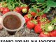 SAMO 100 ML NA JAGODE I ROD SE DUPLIRA: Ovaj trik vrtlari kriju, a rezultat će vas oduševiti!