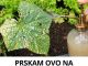 PRSKAM OVO NA PARADAJZ I KRASTAVCE I LISTOVI NIKAD NE ŽUTE: Vrtlari kunu se u ovaj trik!