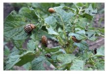 Neobično, a efikasno: Uništite krompirovu zlaticu – KROMPIROVOM ZLATICOM