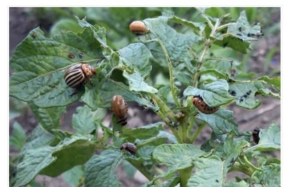 Neobično, a efikasno: Uništite krompirovu zlaticu – KROMPIROVOM ZLATICOM