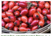 SVEMOĆNI, NEVJEROVATNI ŠIPAK: Kad vidite šta sve liječi, odmah ćete otići na pijacu da kupite ZA LIJEKA