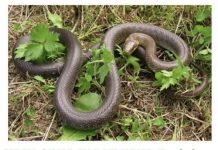 JEDNA STVAR IH RAZLIKUJE: Evo kako prepoznati otrovnu od bezopasne zmije i zaštiti se