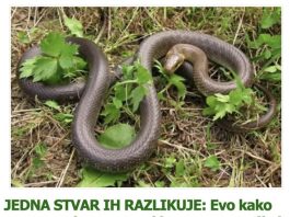 JEDNA STVAR IH RAZLIKUJE: Evo kako prepoznati otrovnu od bezopasne zmije i zaštiti se