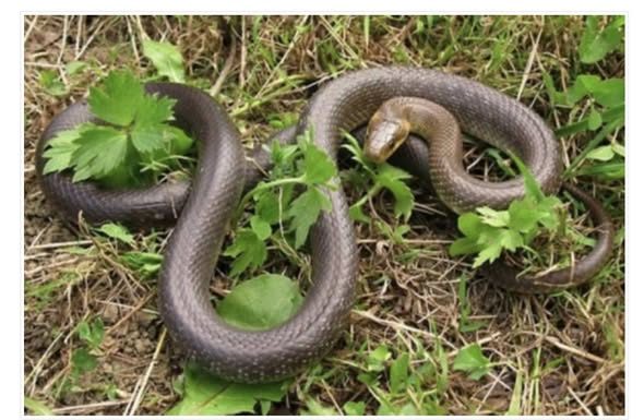 JEDNA STVAR IH RAZLIKUJE: Evo kako prepoznati otrovnu od bezopasne zmije i zaštiti se