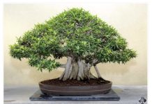 OVA BILJKA UKLANJA OTROVE IZ DOMA! Pročišćava vazduh, upija toksine, podiže nivo kiseonika