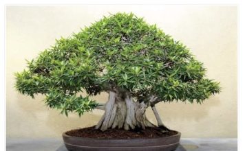 OVA BILJKA UKLANJA OTROVE IZ DOMA! Pročišćava vazduh, upija toksine, podiže nivo kiseonika