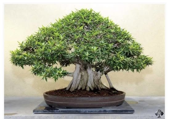 OVA BILJKA UKLANJA OTROVE IZ DOMA! Pročišćava vazduh, upija toksine, podiže nivo kiseonika