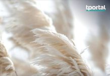 Mnogi ovu biljku sade zbog izgleda, a tek kasnije otkriju koliko problema nosi