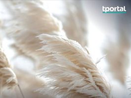 Mnogi ovu biljku sade zbog izgleda, a tek kasnije otkriju koliko problema nosi