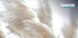 Mnogi ovu biljku sade zbog izgleda, a tek kasnije otkriju koliko problema nosi