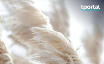 Mnogi ovu biljku sade zbog izgleda, a tek kasnije otkriju koliko problema nosi