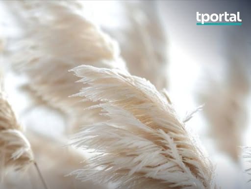 Mnogi ovu biljku sade zbog izgleda, a tek kasnije otkriju koliko problema nosi