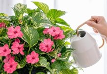 DA BILJKE RASTU I CVJETAJU KAO LUDE, ZALIJTE IH OVIM: Besplatno đubrivo koje koriste i cvjećari profesionalci