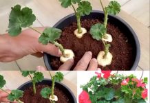 GENIJALAN METOD ZA RAZMNOŽAVANJE PELARGONIJA – IMAT ĆETE TOLIKO CVIJEĆA DA MOŽETE UKRASITI CIJELU KUĆU