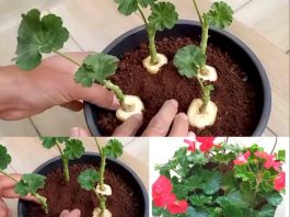 GENIJALAN METOD ZA RAZMNOŽAVANJE PELARGONIJA – IMAT ĆETE TOLIKO CVIJEĆA DA MOŽETE UKRASITI CIJELU KUĆU