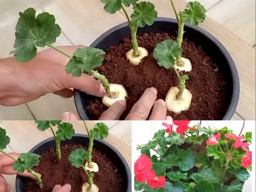 GENIJALAN METOD ZA RAZMNOŽAVANJE PELARGONIJA – IMAT ĆETE TOLIKO CVIJEĆA DA MOŽETE UKRASITI CIJELU KUĆU