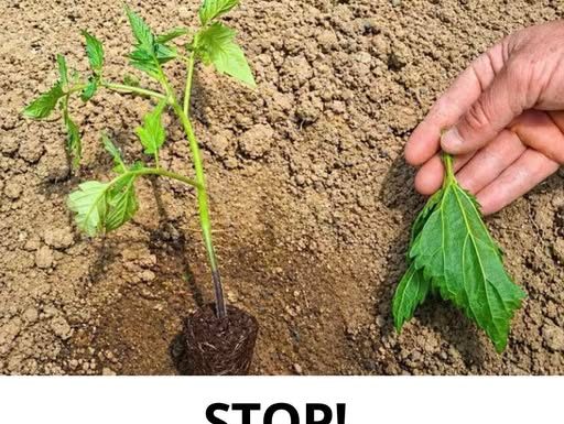 VRTNI HIT: Ne sadite paradajz dok ne otkrijete ovaj tajni trik!