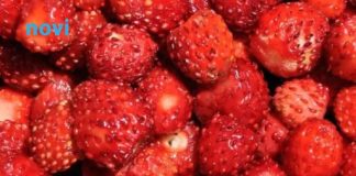 Kako pravilno oprati jagode: Jednostavan trik uklanja prljavštinu i pesticide za nekoliko minuta