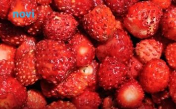 Kako pravilno oprati jagode: Jednostavan trik uklanja prljavštinu i pesticide za nekoliko minuta