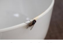 Kako se prirodno i brzo riješiti muha u vašem domu