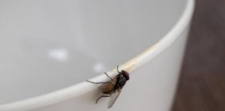 Kako se prirodno i brzo riješiti muha u vašem domu