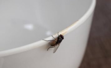 Kako se prirodno i brzo riješiti muha u vašem domu