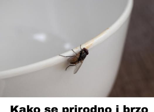 Kako se prirodno i brzo riješiti muha u vašem domu