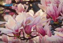 Kraljica proljeća osvaja dvorišta: Posadite je u aprilu i cvjetaće kao nikad prije