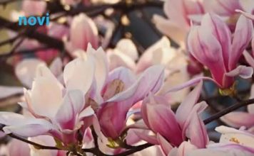 Kraljica proljeća osvaja dvorišta: Posadite je u aprilu i cvjetaće kao nikad prije