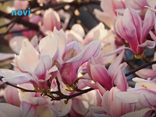 Kraljica proljeća osvaja dvorišta: Posadite je u aprilu i cvjetaće kao nikad prije