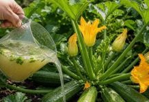 Tikvice rađaju kao lude kada ih zalivate ovim domaćim pripravkom