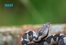 Ova 4 mirisa privlače zmije u vaš vrt – riješite ih se odmah!