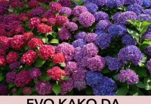 EVO KAKO DA HORTENZIJAMA PROMIJENITE BOJU: Trebate znati SAMO OVAJ genijalan trik