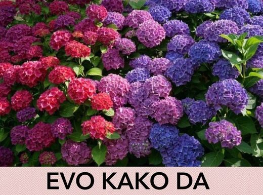 EVO KAKO DA HORTENZIJAMA PROMIJENITE BOJU: Trebate znati SAMO OVAJ genijalan trik