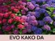 EVO KAKO DA HORTENZIJAMA PROMIJENITE BOJU: Trebate znati SAMO OVAJ genijalan trik