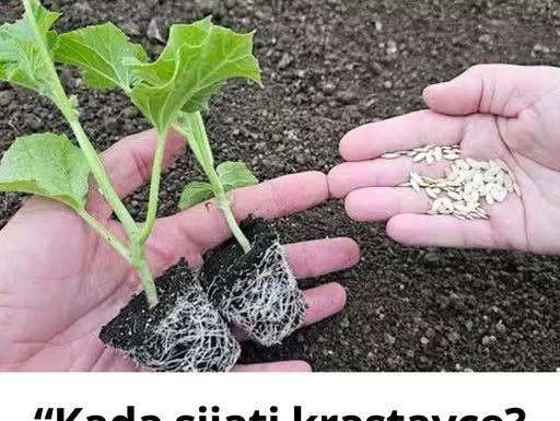 “Kada sijati krastavce? Ovo su koraci koji gotovo uvijek donose bogat i zdrav urod!”