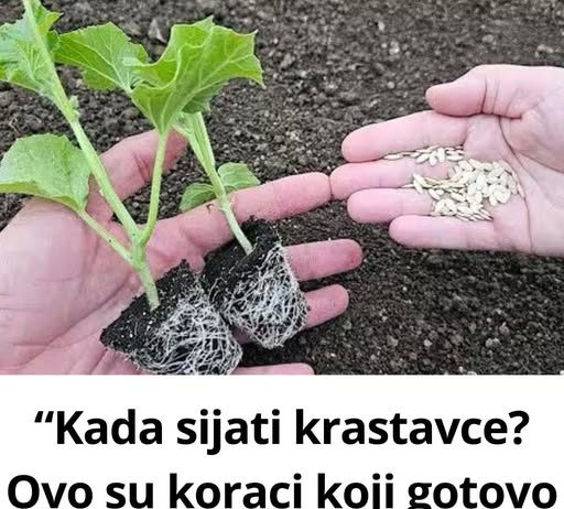 “Kada sijati krastavce? Ovo su koraci koji gotovo uvijek donose bogat i zdrav urod!”