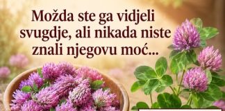 Crvena djetelina: 15 nevjerovatnih koristi i kako koristiti ovu ljekovitu biljku