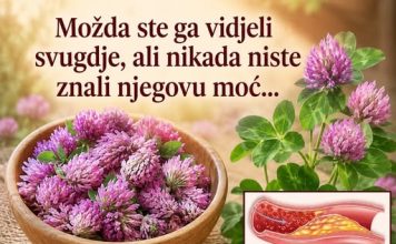 Crvena djetelina: 15 nevjerovatnih koristi i kako koristiti ovu ljekovitu biljku