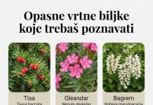 OPASNE VRTNE BILJKE KOJE TREBAŠ POZNAVATI