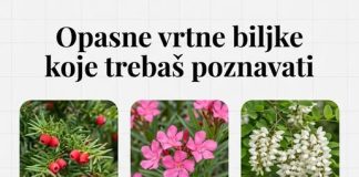 OPASNE VRTNE BILJKE KOJE TREBAŠ POZNAVATI